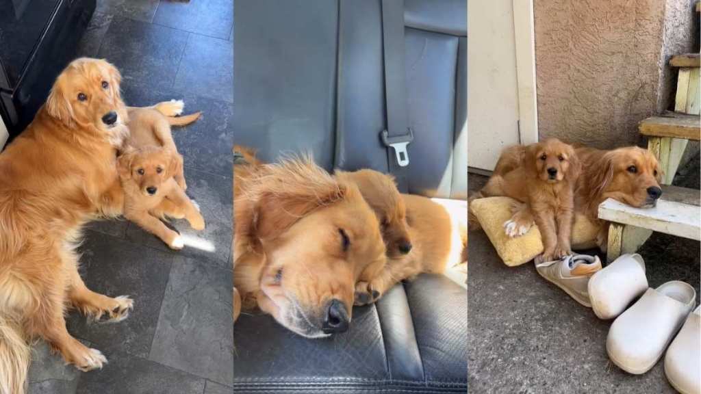 Video: Golden Retriever Siblings Double up on Clinginess While Doing Things Together