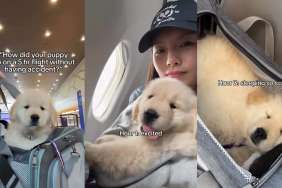 Video: Golden Retriever Puppy Proves He's a Pro Traveller on 5-Hour Flight