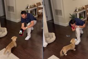 Man proposes to girlfriend's Dachshund before asking her in viral video