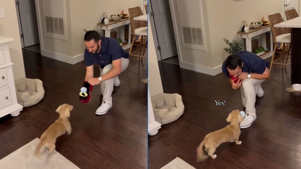 Man proposes to girlfriend's Dachshund before asking her in viral video