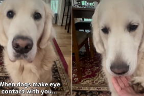 Golden Retriever video