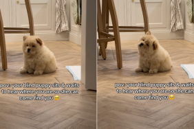 Chow Chow puppy video