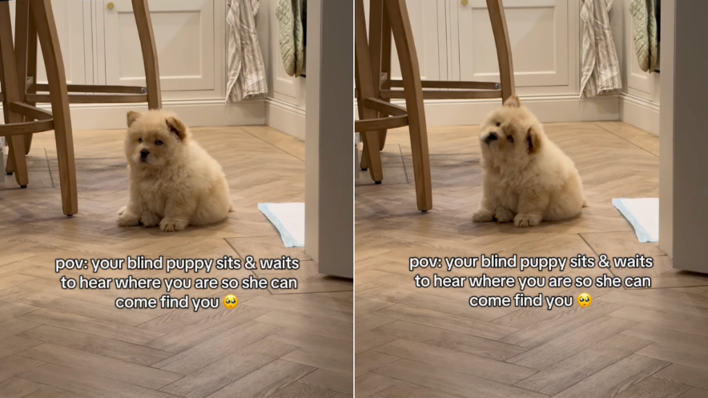 Chow Chow puppy video