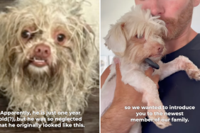 Foster fail adoption video