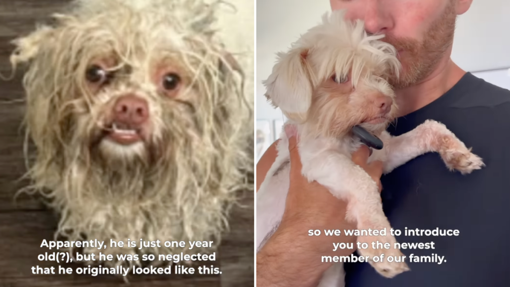 Foster fail adoption video
