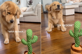 Golden Retriever talking toy video
