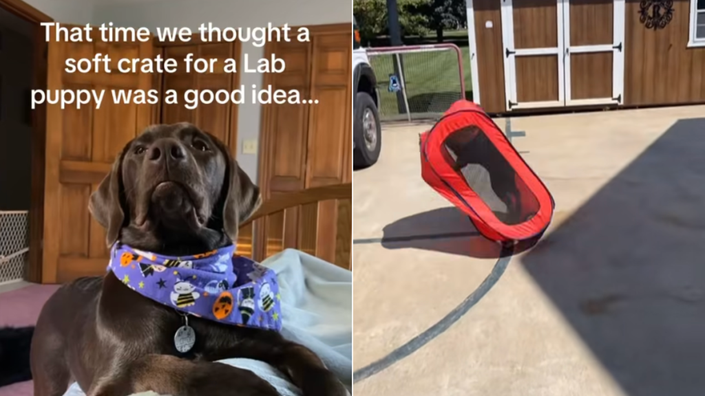 Chocolate Labrador crate video