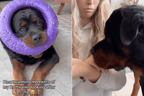Rottweiler owner video