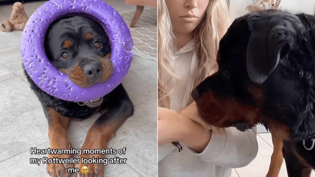 Rottweiler owner video
