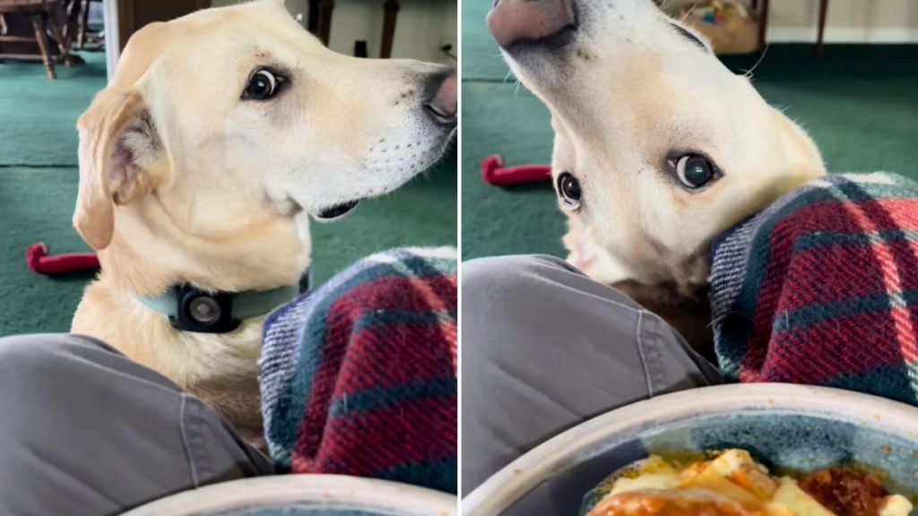 dog beg food video