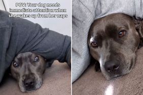 Staffy video