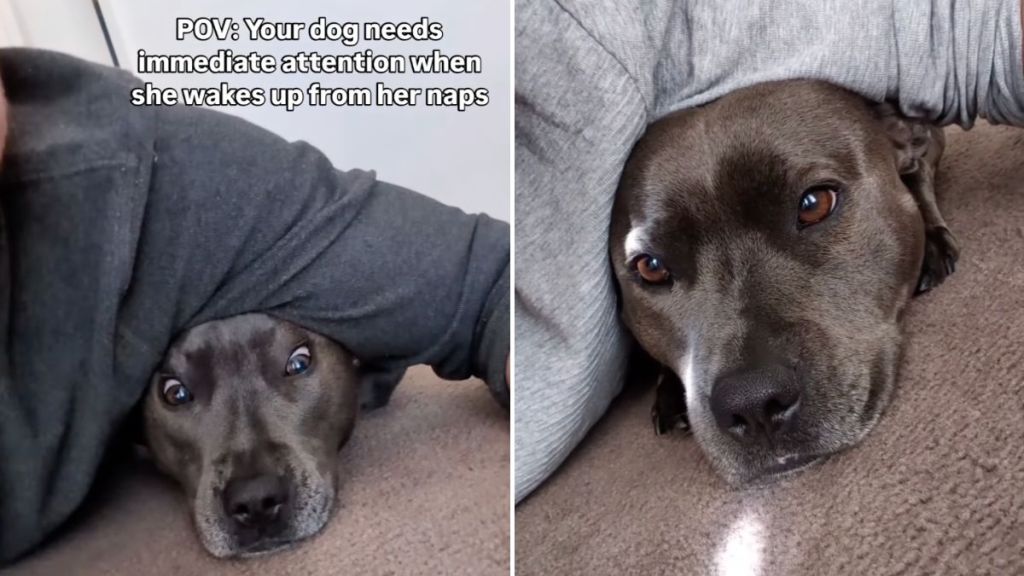 Staffy video