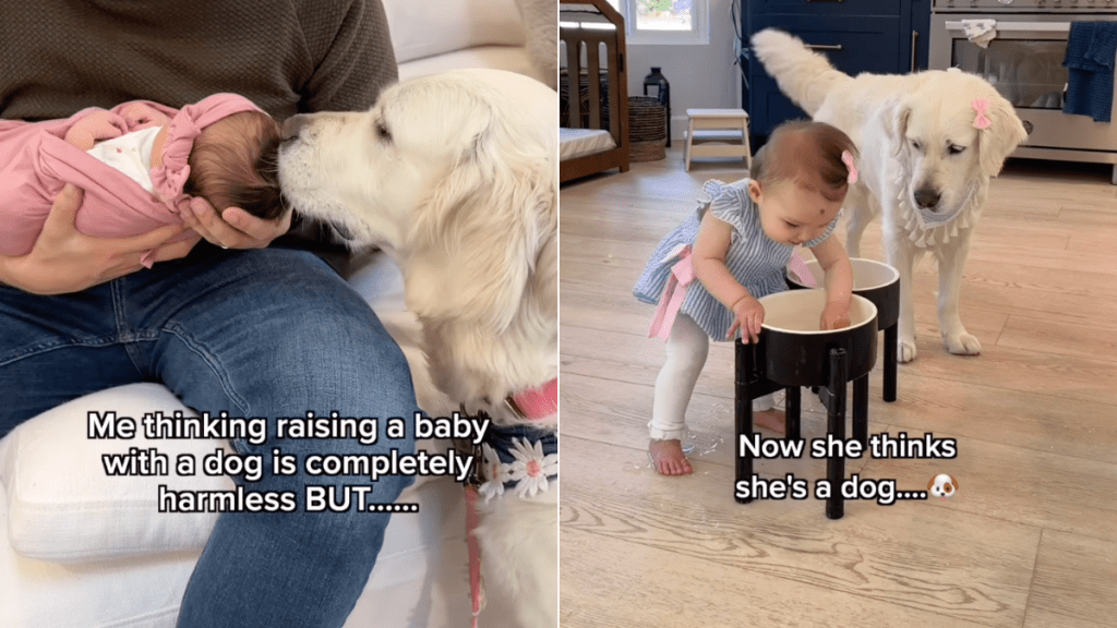 baby dog behavior video