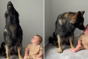 dog howl baby video