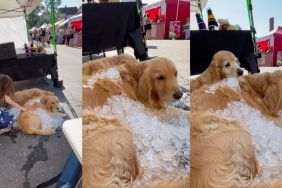 Golden Retrievers sit calmly under a pile of ice cubes to stay cool
