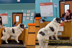 Great Pyrenees weighs himself and waits as long as it takes for treats in video