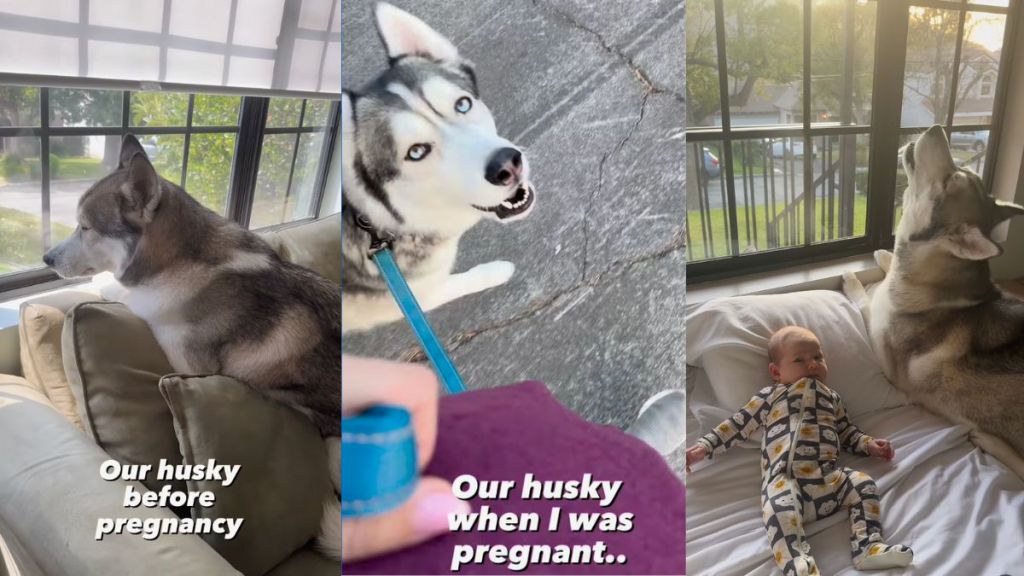 Owner shares how Husky became 'more vocal' during their pregnancy in video