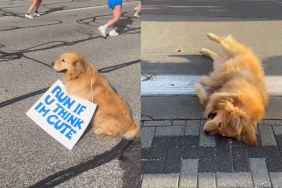 Golden Retriever marathon video