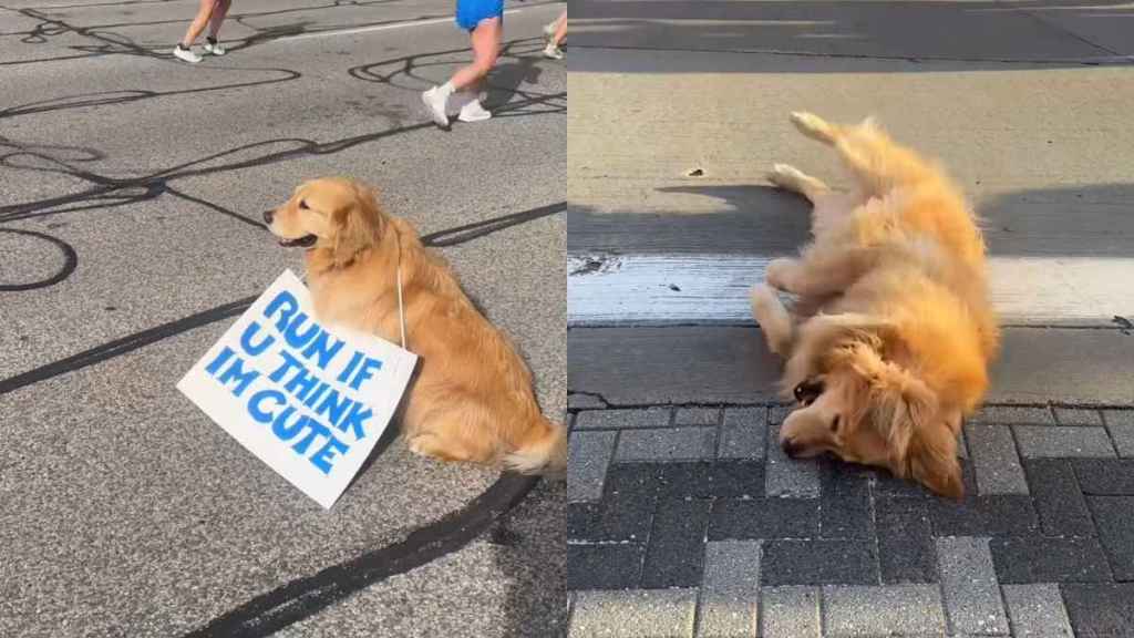 Golden Retriever marathon video