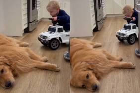 Golden Retriever lazy video