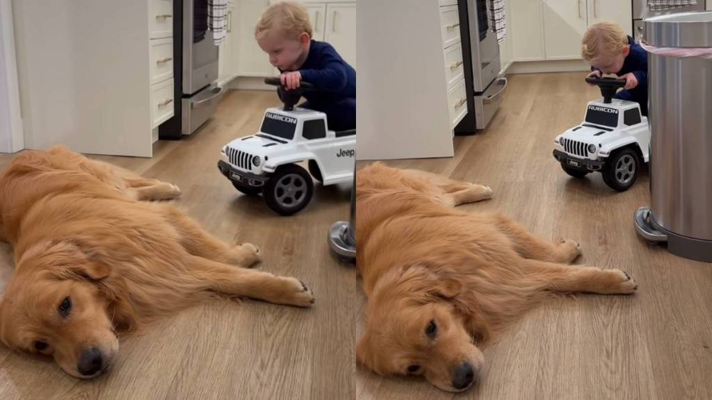 Golden Retriever lazy video
