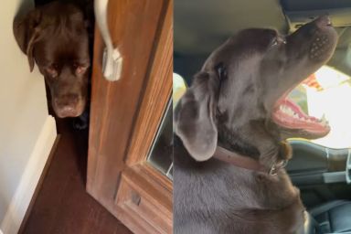 Instagram video shows Labrador running towards his car the moment the door opens