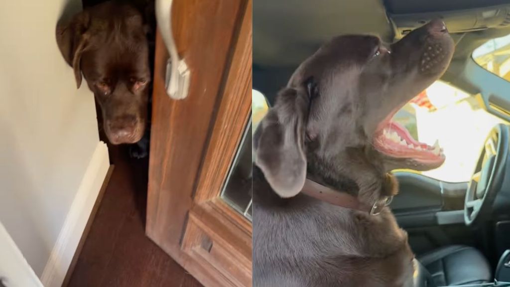 Instagram video shows Labrador running towards his car the moment the door opens