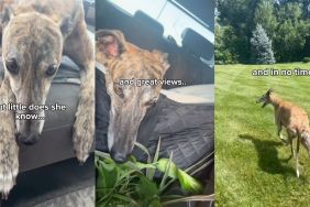 Greyhound who 'fears moving' falls in love with new home's backyard in viral video