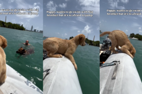 Puppy jump swim video