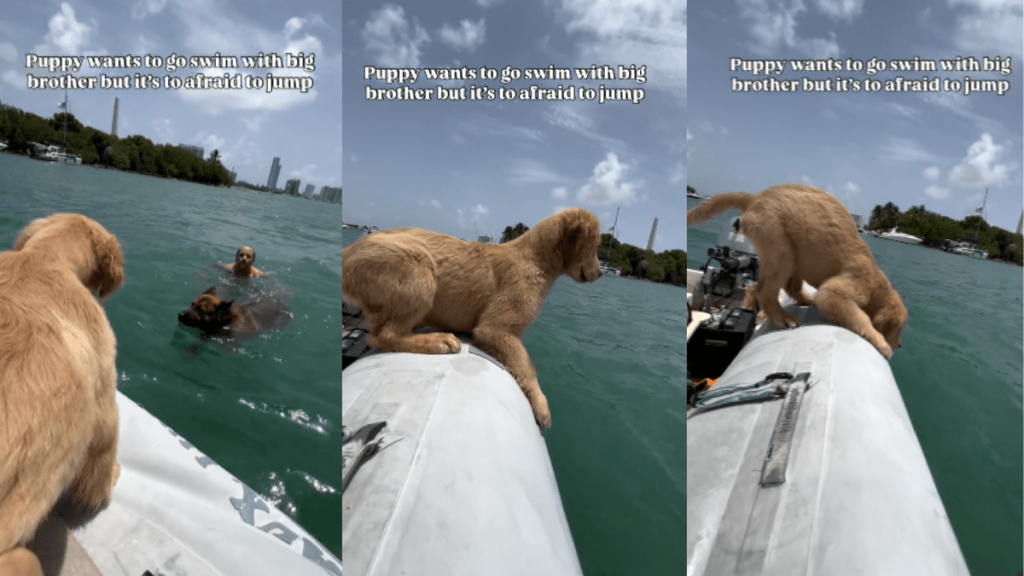 Puppy jump swim video