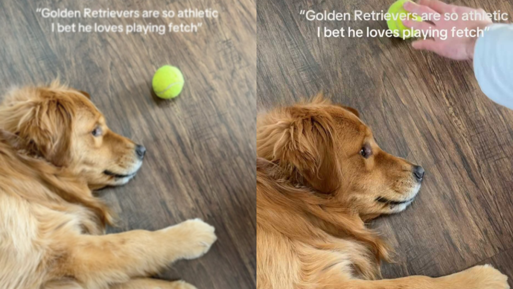 Golden Retriever fetch video