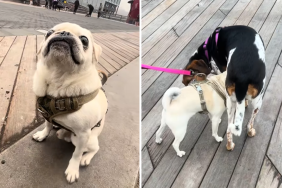 pug video