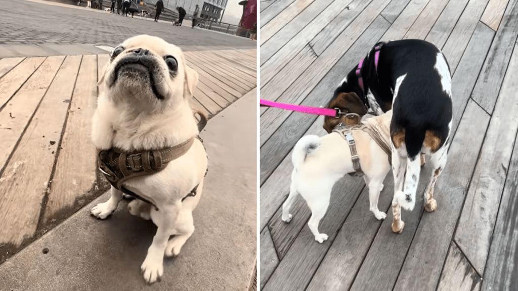 pug video