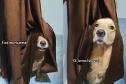 Golden Retriever hide and seek video