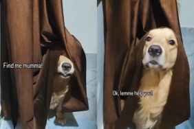 Golden Retriever hide and seek video