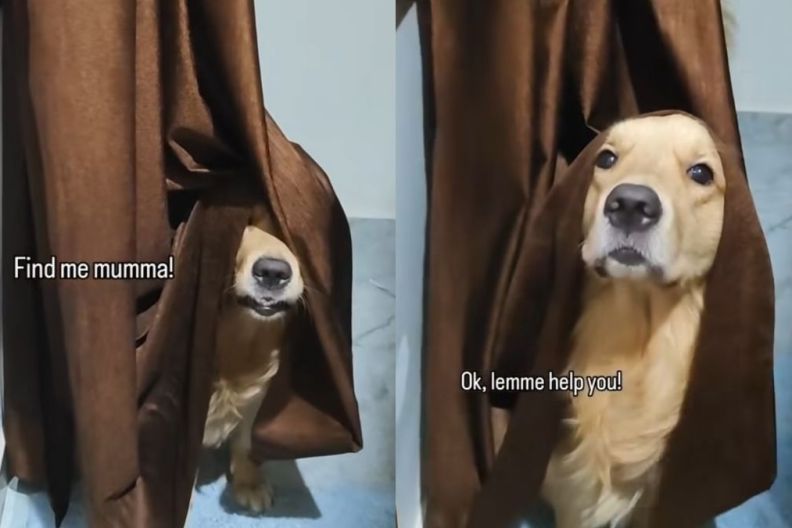 Golden Retriever hide and seek video