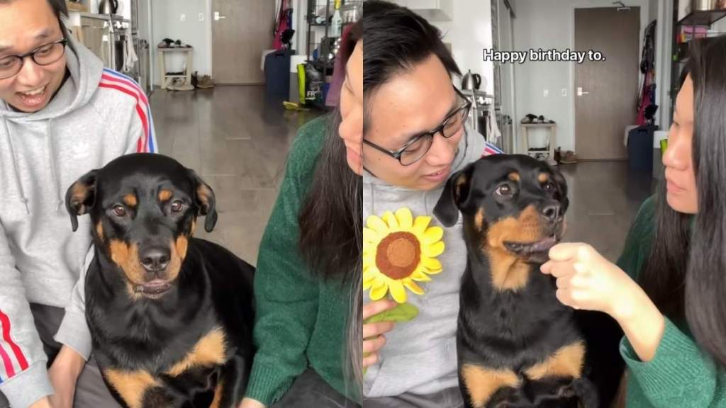 Rottweiler video