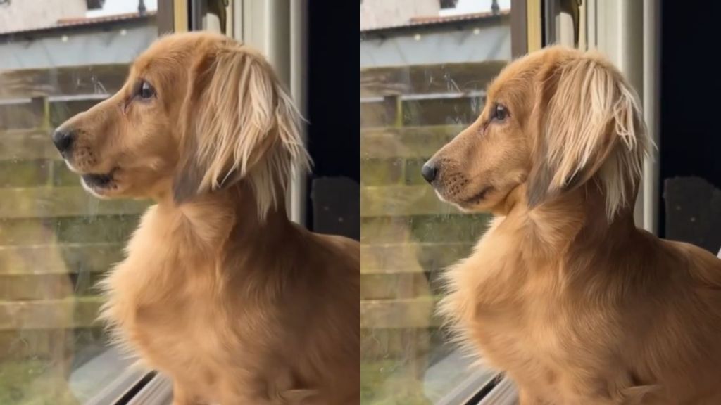 dog bark cat video