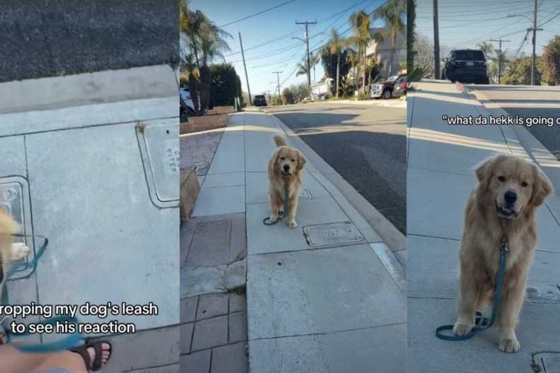 Dog walk video