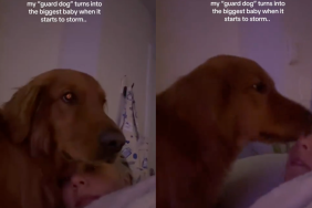Golden Retriever storm video