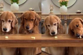 Golden Retriever cheese video