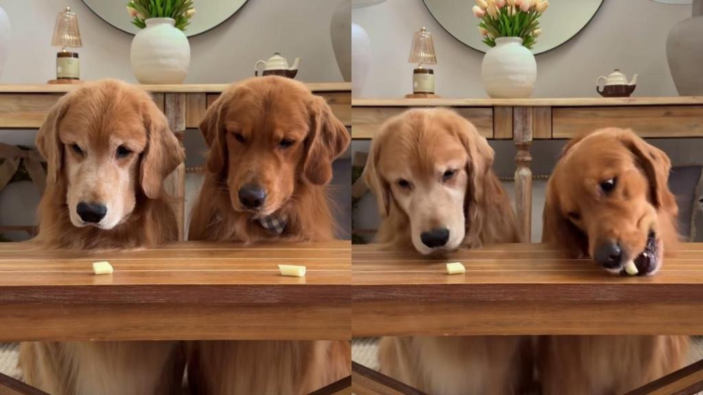 Golden Retriever cheese video