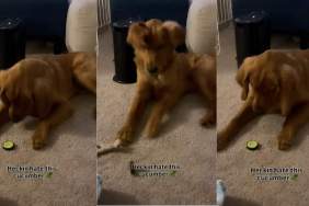 Golden Retriever cucumber video