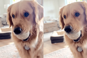 Golden Retriever new toy video