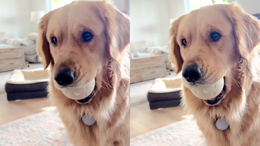 Golden Retriever new toy video