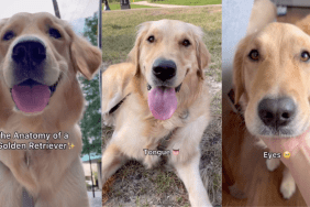 Golden Retriever anatomy video