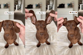 Dachshund ears video