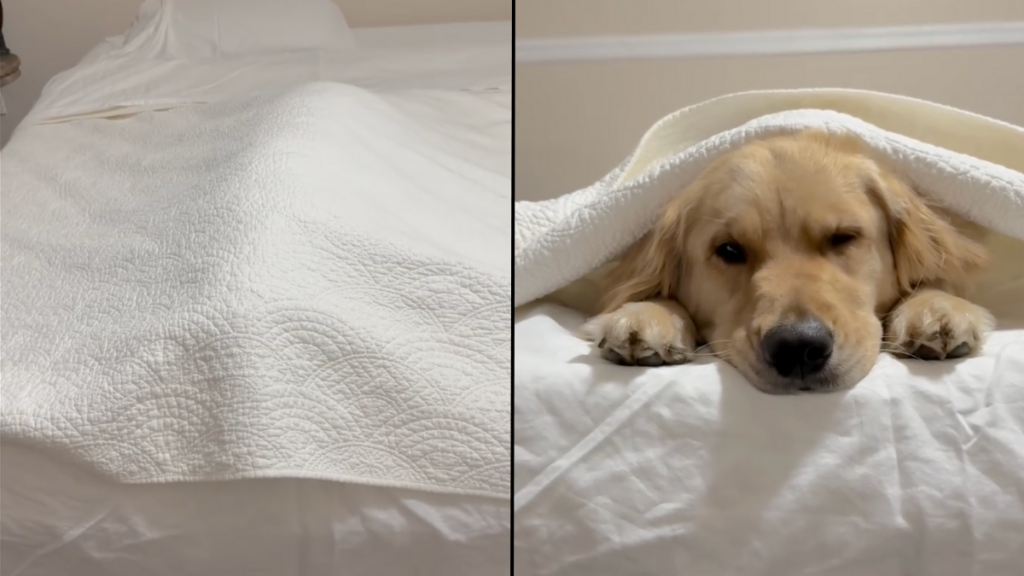 Golden Retriever bed video