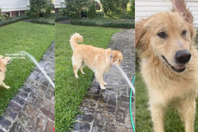 Golden Retriever summer video