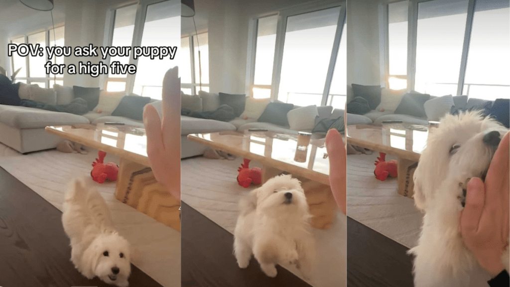Dog high five video